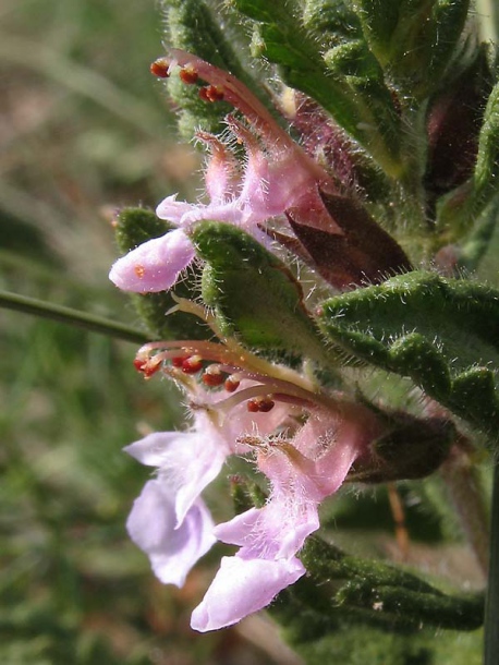 Image of Teucrium chamaedrys specimen.