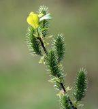 Salix myrsinifolia