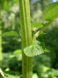 Filipendula ulmaria subspecies denudata. Стебель и основание листа. Казахстан, Алматинская обл., пос. Дзержинское (Токжайлау), река Шет-Тентек. 8 июля 2011 г.