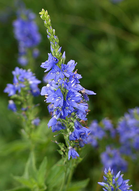 Image of Veronica teucrium specimen.