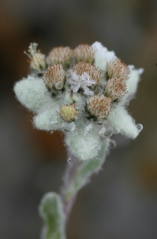 Image of Leontopodium ochroleucum specimen.