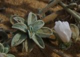 Convolvulus secundus. Верхушка побега и цветок. Израиль, Шарон, г. Герцлия, высокий берег Средиземного моря. 24.10.2010.