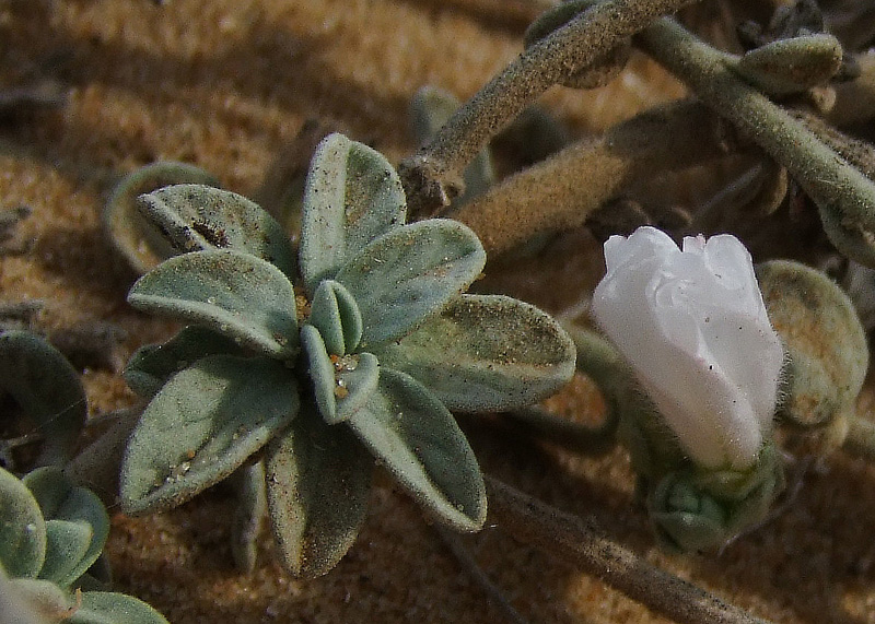 Изображение особи Convolvulus secundus.