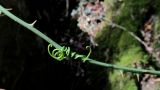 Smilax aspera