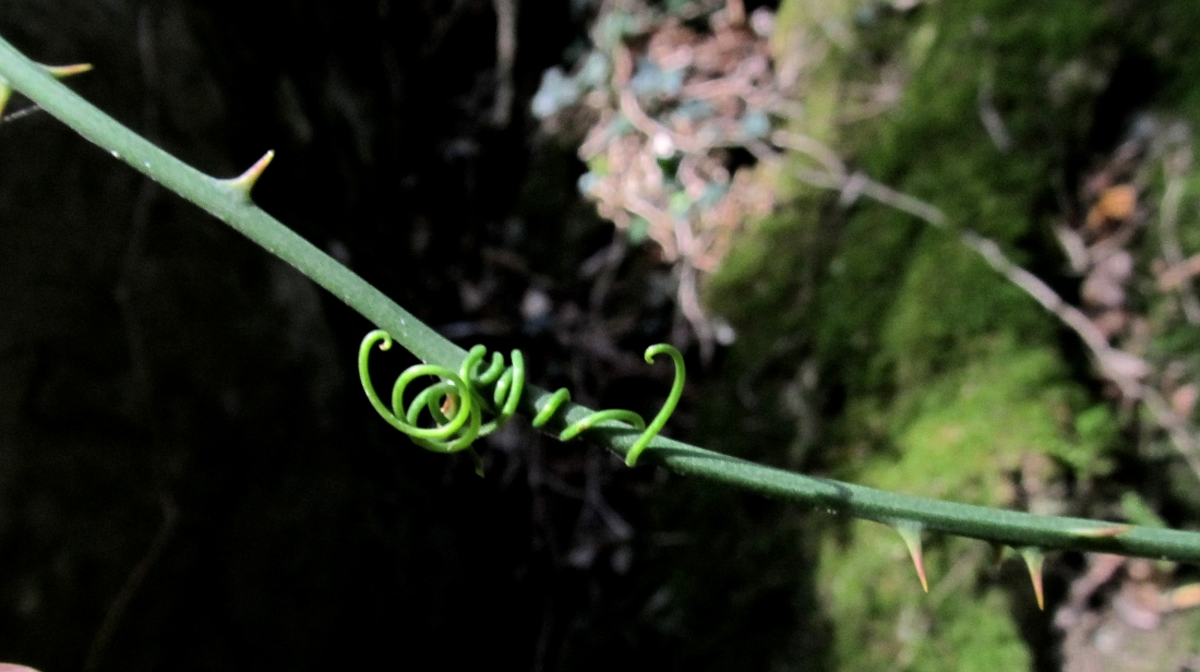 Изображение особи Smilax aspera.