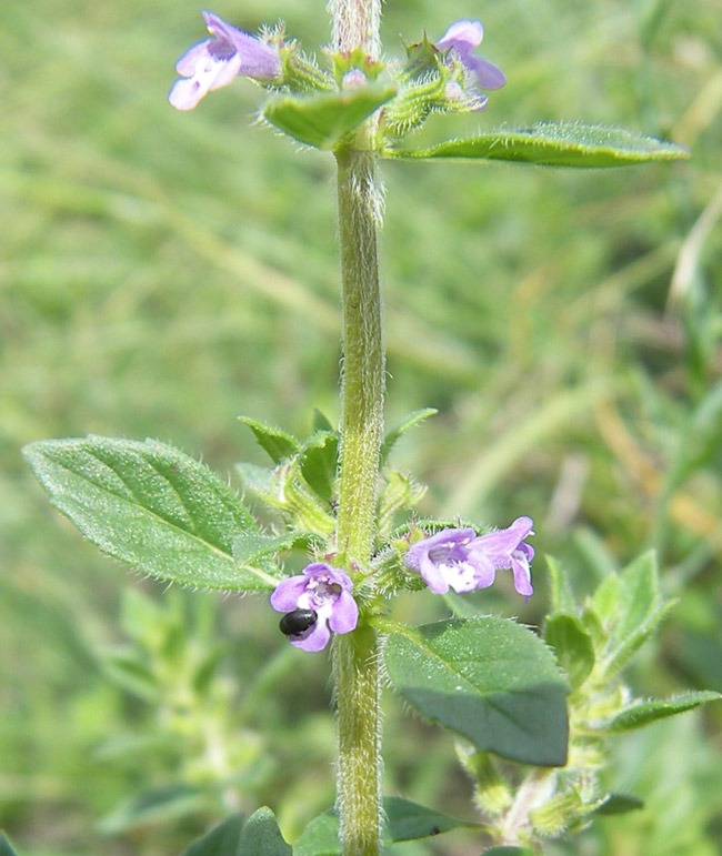 Image of Ziziphora acinos specimen.