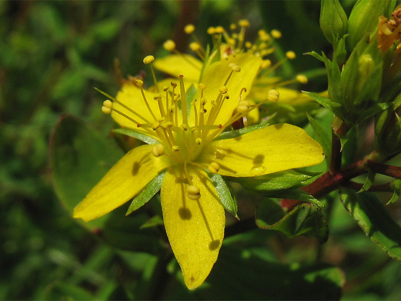 Image of Hypericum tetrapterum specimen.