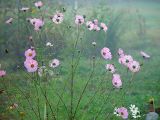 Cosmos bipinnatus. Цветущее растение. Московская обл., дачный участок. 08.09.2002.