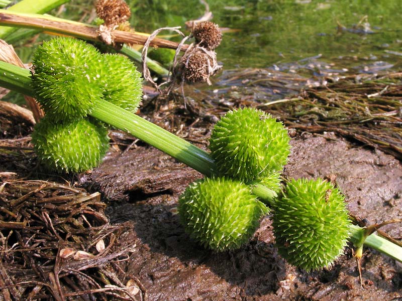 Image of Sagittaria sagittifolia specimen.