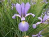 Iris musulmanica