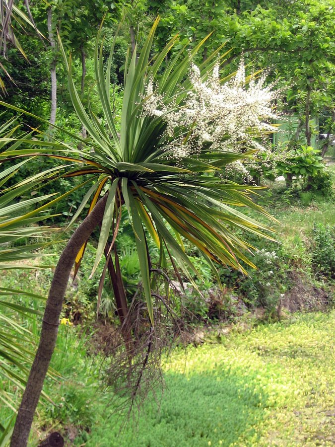 Изображение особи род Cordyline.