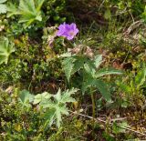 Geranium sylvaticum. Цветущее растение. Мурманская обл., Кандалакшский р-н, окр. пос. Лувеньга, южный склон гор Лувеньгские Тундры, тундровый пояс, 350 м н.у.м. 01.07.2010.