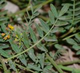 Hippocrepis multisiliquosa. Лист. Израиль, Шарон, пос. Кфар Шмариягу, заповедник. 15.03.2015.