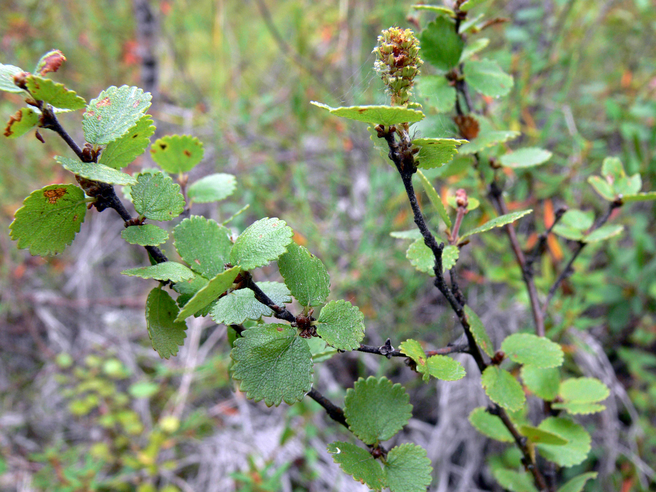 Image of Betula nana specimen.
