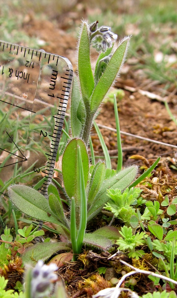 Image of Myosotis discolor specimen.