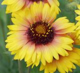 Gaillardia × grandiflora. Соцветие. Московская обл., дачный участок. 07.07.2001.