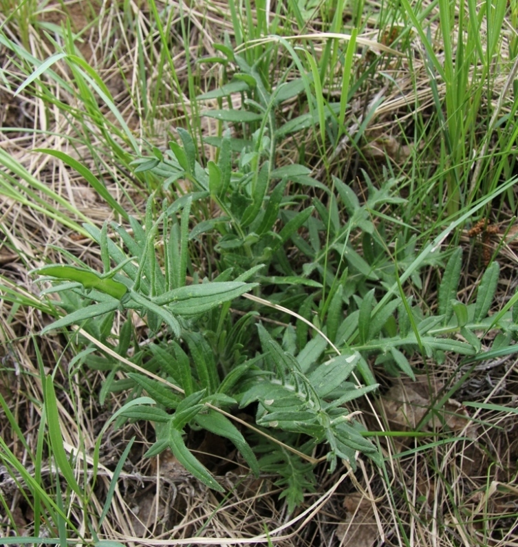 Image of Cirsium polonicum specimen.