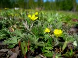 Potentilla