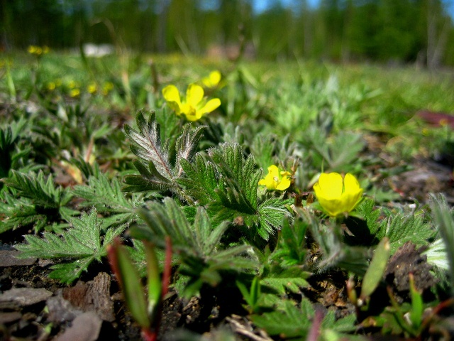 Изображение особи род Potentilla.
