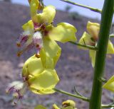 Image of taxon representative. Author is Александр Иванов