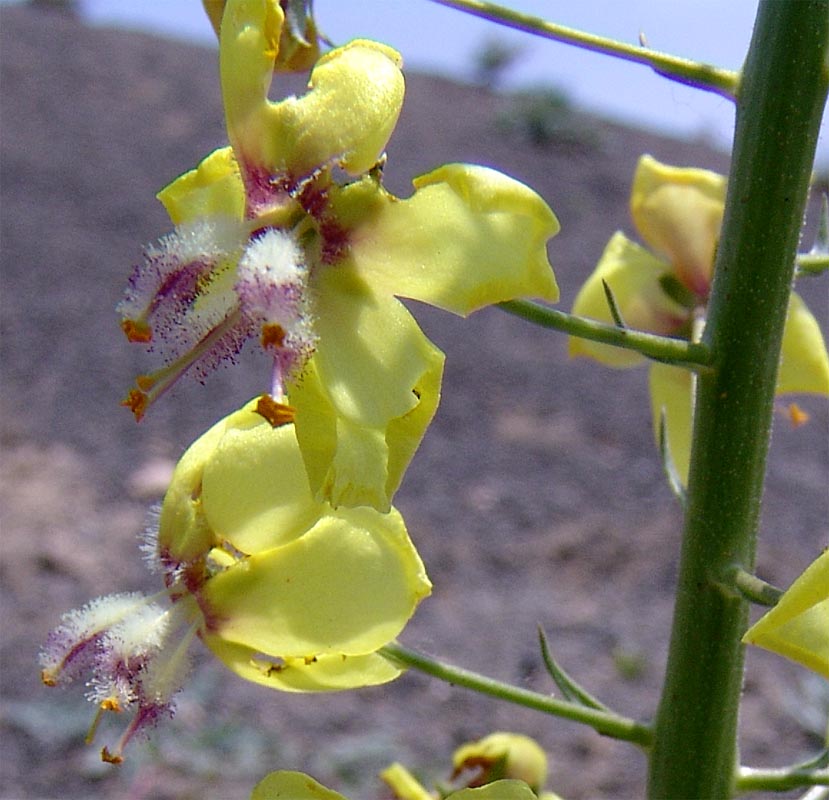 Изображение особи Verbascum nudicaule.