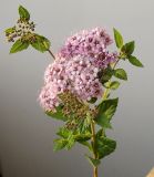 Spiraea japonica. Верхушка цветущей ветви. Германия, г. Кемпен, в парке. 14.06.2012.