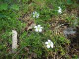 Minuartia imbricata