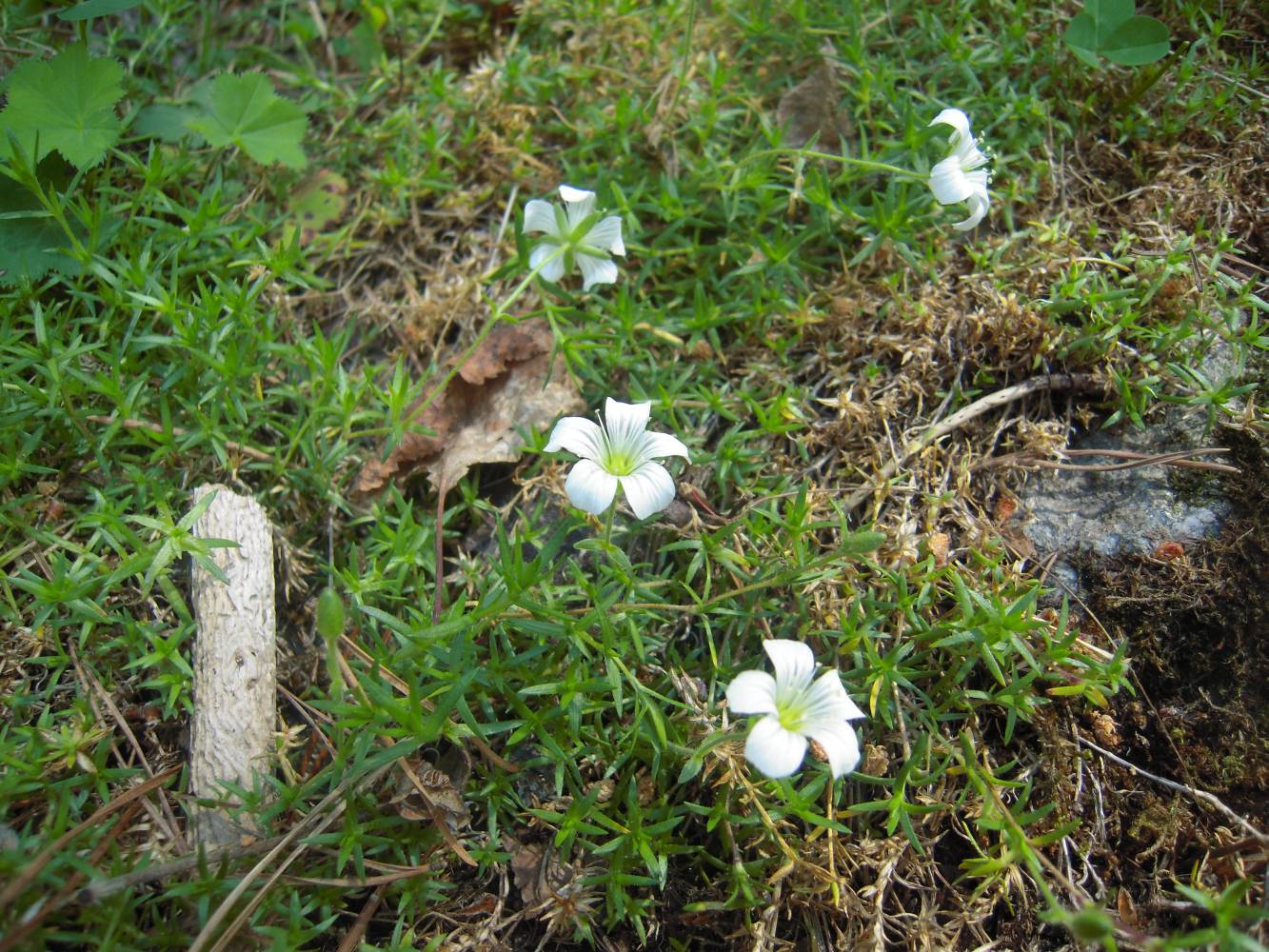 Image of Minuartia imbricata specimen.