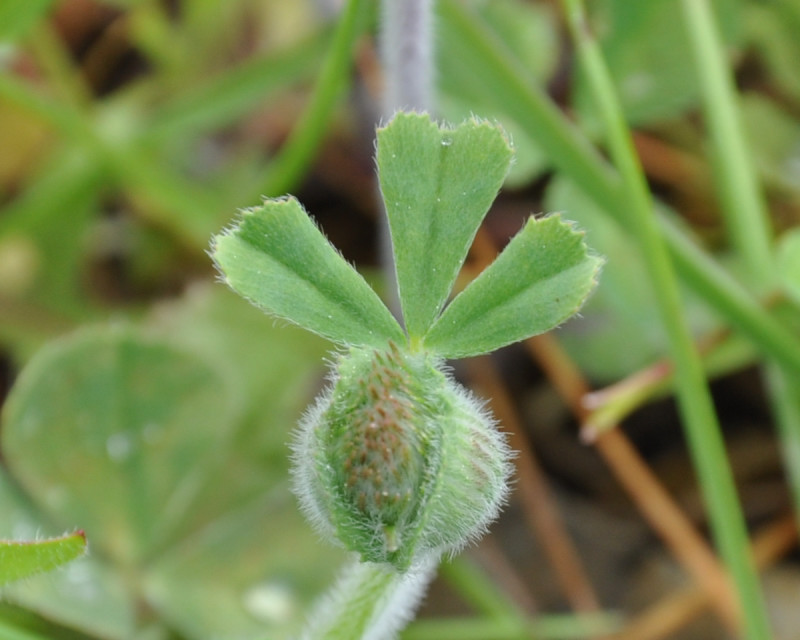 Image of Trifolium stellatum specimen.
