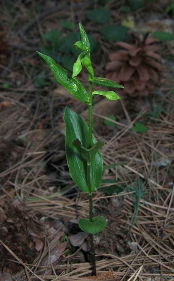 Image of Epipactis persica specimen.