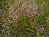 Agrostis × murbeckii. Цветущие растения. Московская обл., Лотошинский р-н, окр. дер. Савостино. 02.07.2012.