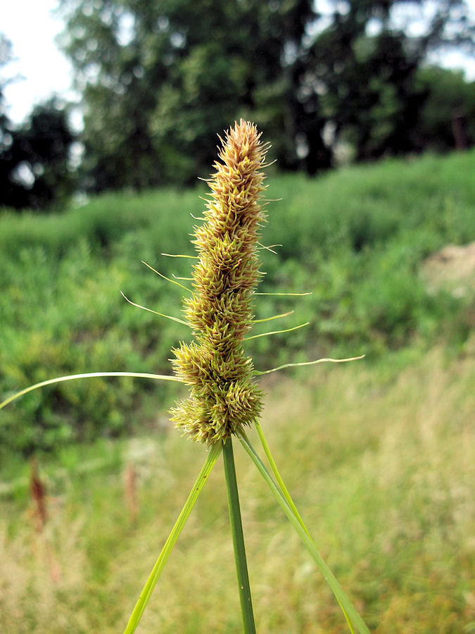 Изображение особи Carex neurocarpa.