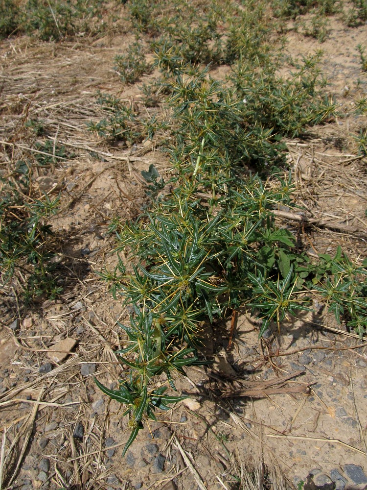 Image of Xanthium spinosum specimen.