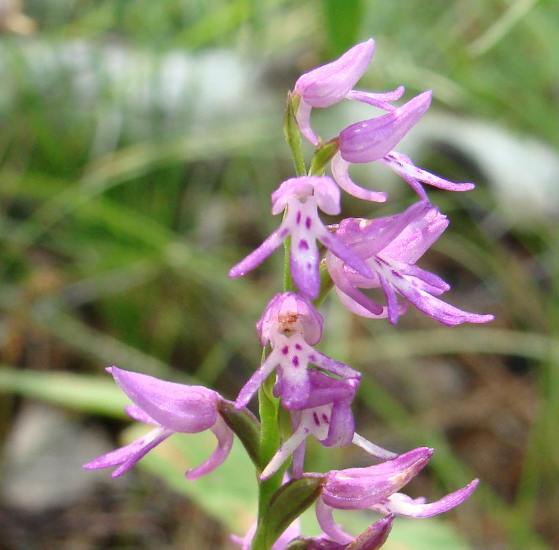 Image of Neottianthe cucullata specimen.