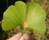 Ginkgo biloba. Лист. Краснодар, сад КГАУ. 14 сентября 2007 г.