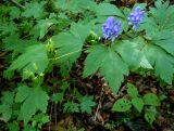 Aconitum axilliflorum. Верхняя часть цветущего и плодоносящего растения. Приморский край, г. Находка, в липовом лесу на северном склоне. 22.09.2012.