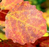 Populus tremula. Лист в осенней окраске. Подмосковье, Одинцовский район, дер. Луцино, опушка леса. Октябрь 2012 г.