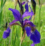 Iris sanguinea. Цветок. Приморский край, Спасский р-н, окр. с. Хвалынка. 28.05.2009.