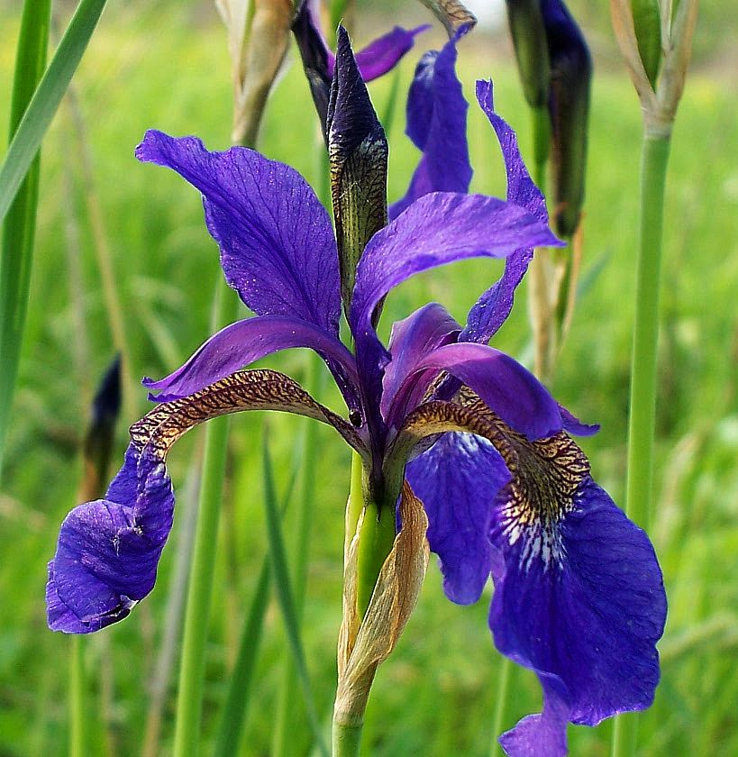 Изображение особи Iris sanguinea.