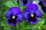 Viola wittrockiana