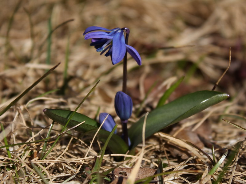 Изображение особи Scilla siberica.