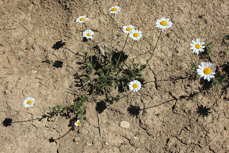 Изображение особи Anthemis saportana.