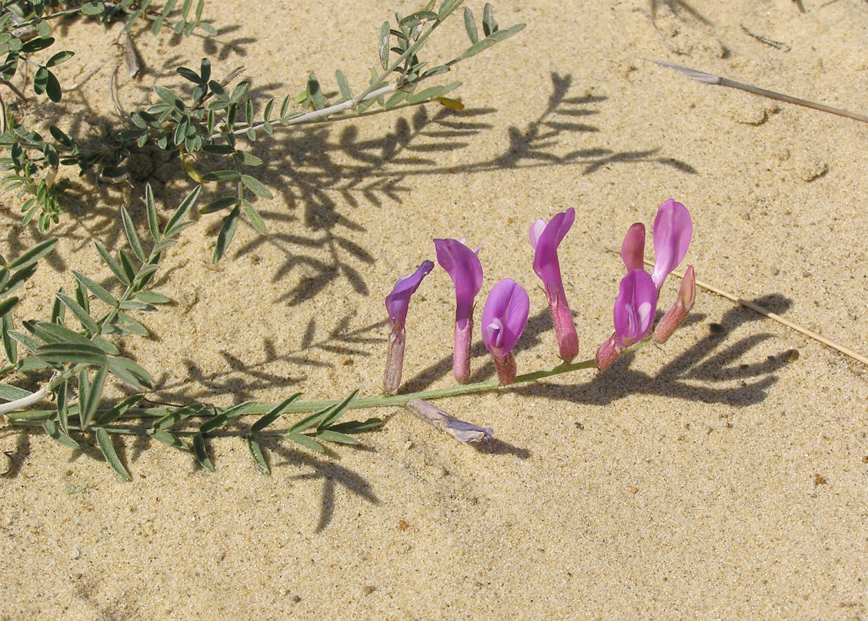 Изображение особи Astragalus varius.