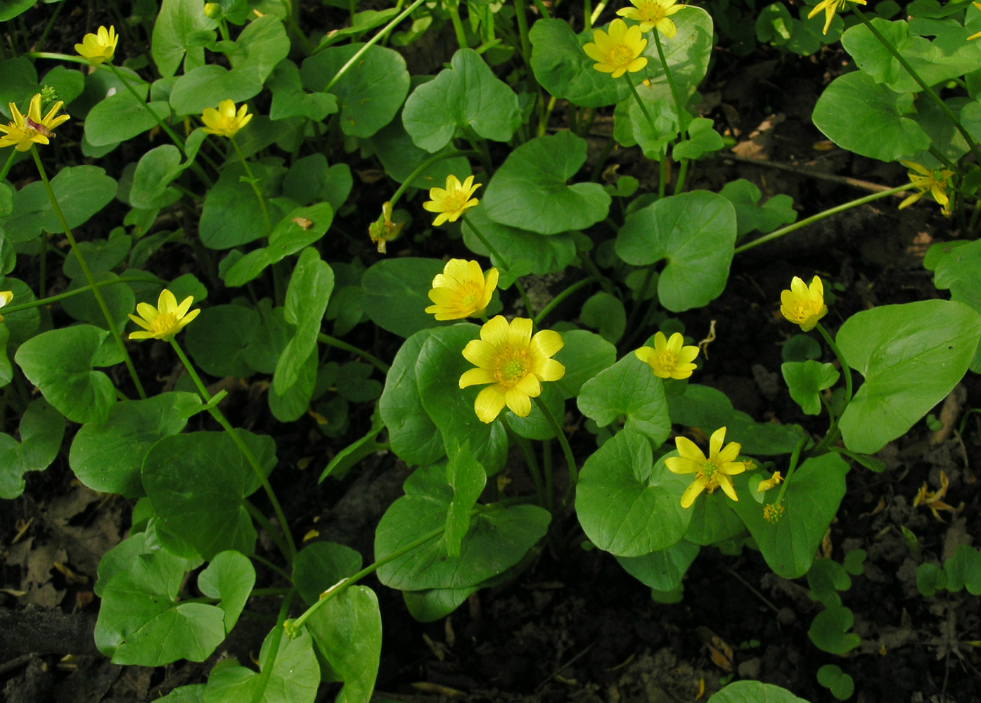 Image of Ficaria verna specimen.