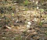 Pulsatilla multifida