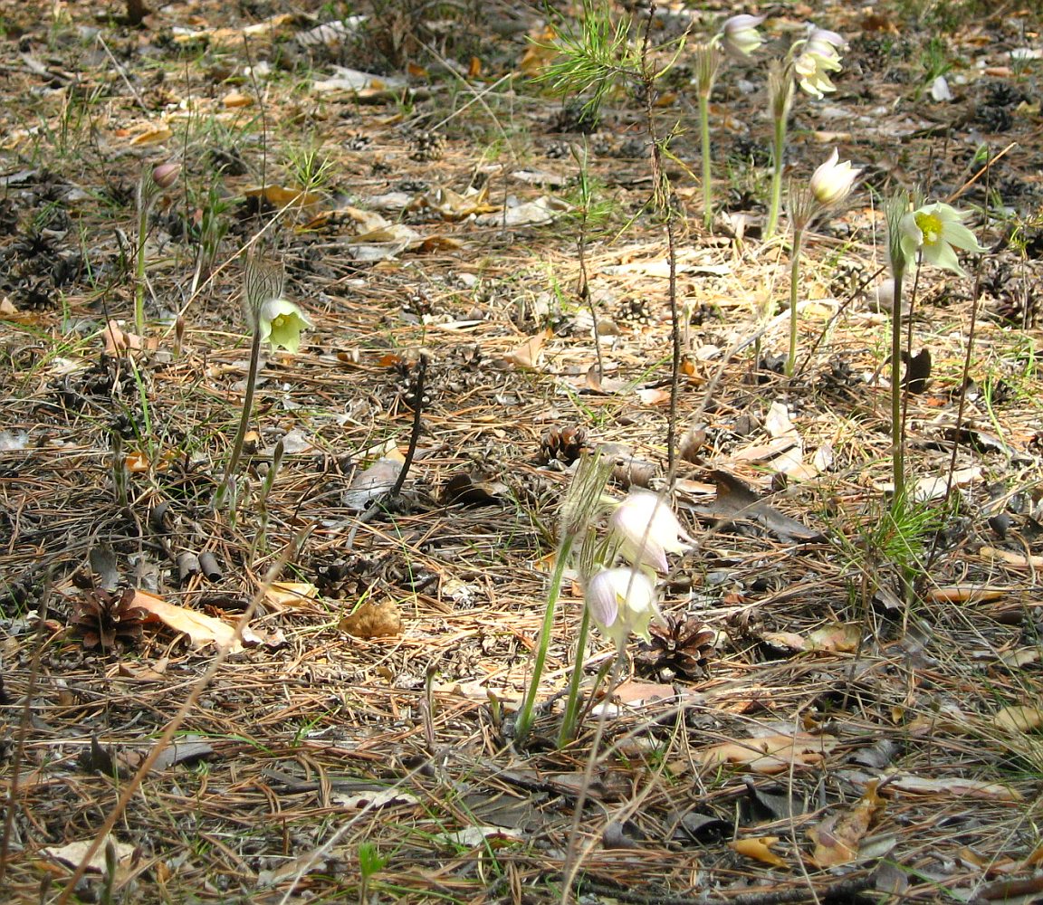 Image of Pulsatilla multifida specimen.