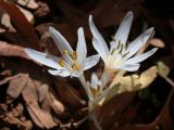 Colchicum antilibanoticum. Цветки. Israel, Mount Hermon, Mann Valley. 12.11.2006.