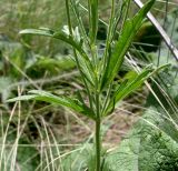 Veronica jacquinii