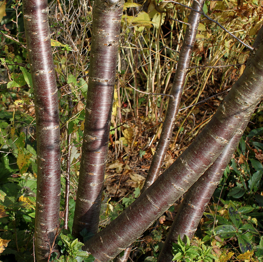 Image of Prunus umbellata specimen.