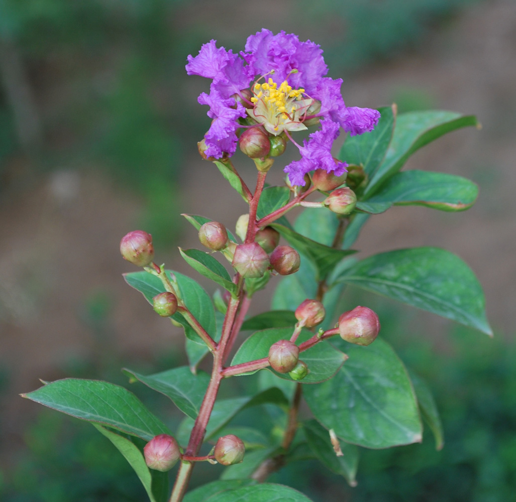 Изображение особи Lagerstroemia indica.